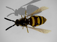 Bild "Arbeiten:wespe_13a_tn.jpg"