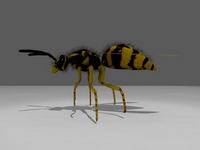 Bild "Arbeiten:wespe_13b_tn.jpg"