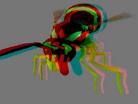 Bild "Arbeiten:wespe_rc_tn.jpg"